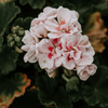 Geurkaars Geranium