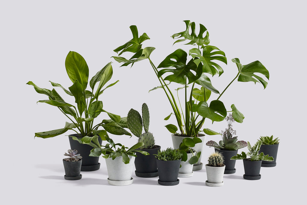 Flowerpot Bloempot met schotel XL