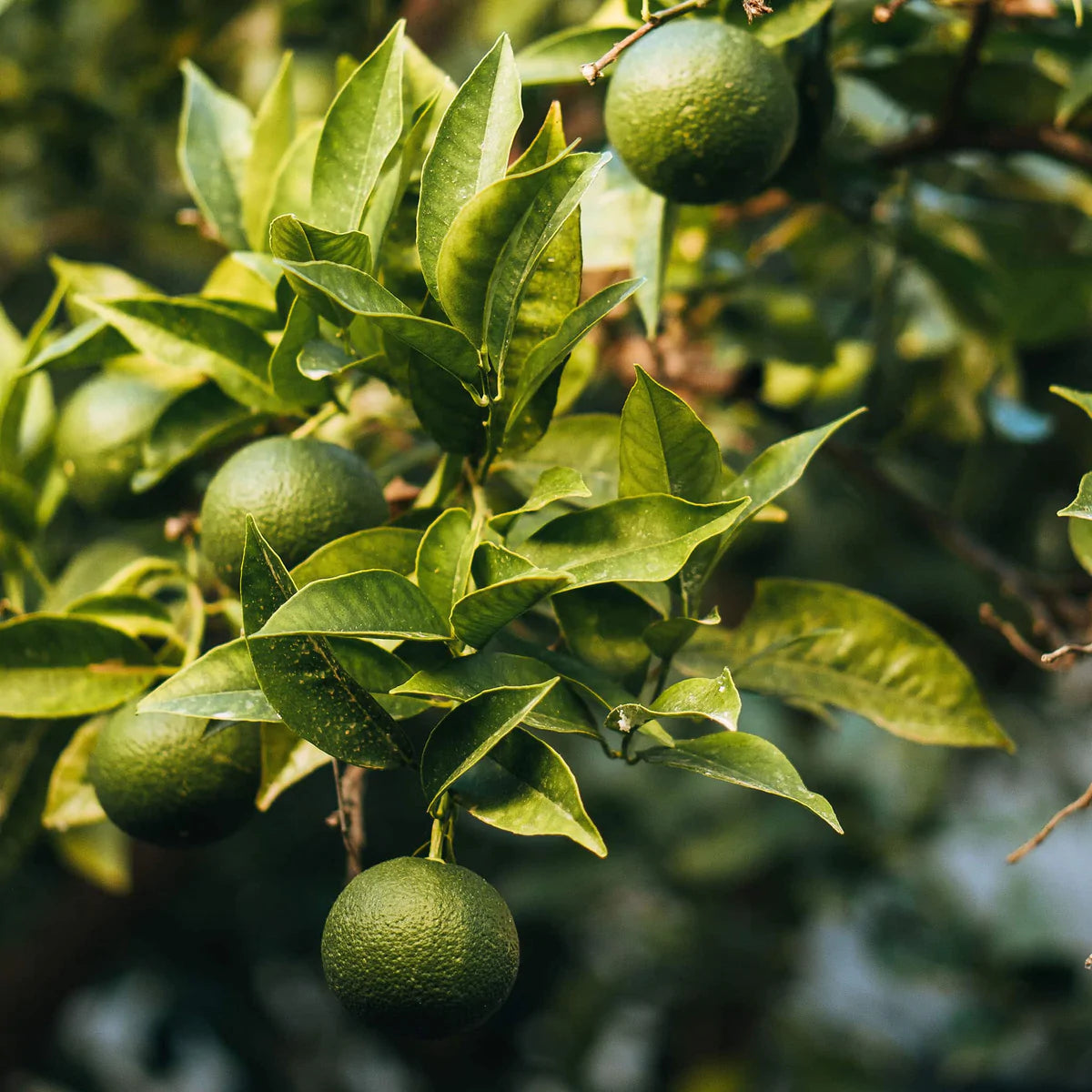 Geurkaars Village Wild lime - SALE