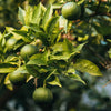 Geurkaars Village Wild lime - SALE