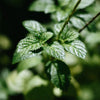 Geurkaars Wild Mint