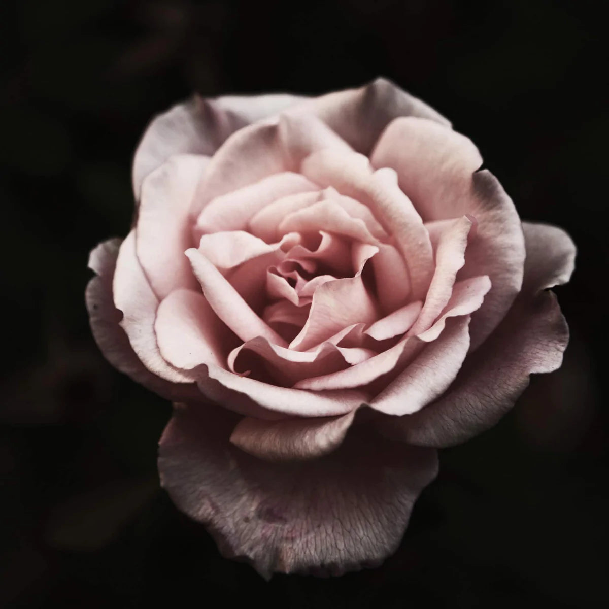 Geurkaars Village Moroccan rose - SALE