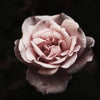 Geurkaars Village Moroccan rose - SALE
